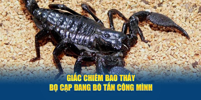 Giấc chiêm bao thấy bọ cạp đang bò tấn công mình 